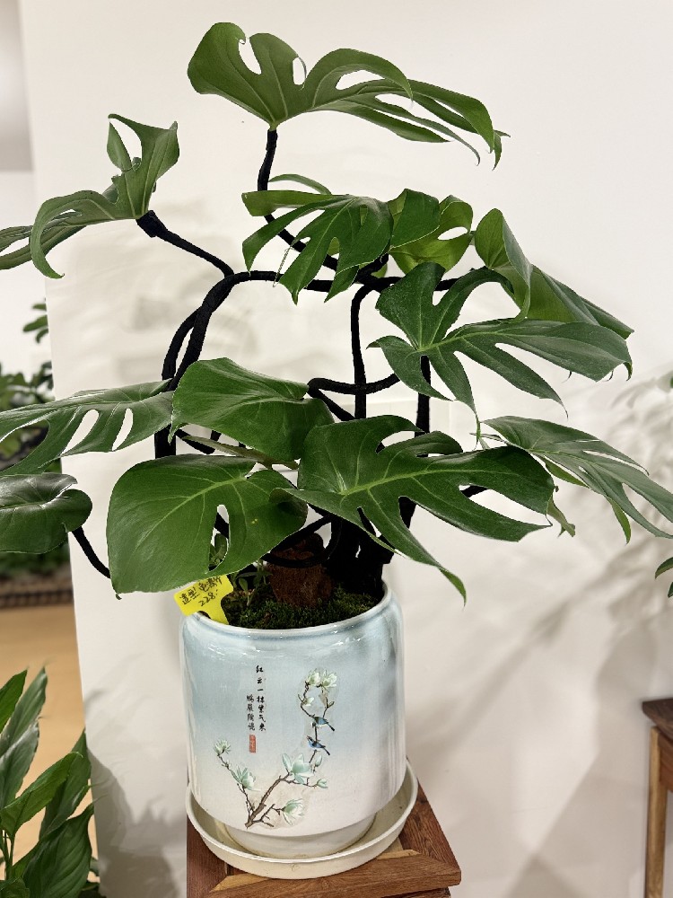 多肉换盆需要注意什么？梅丽格园艺师教你针对金华气候的“专业配土”与“修根”技巧。
