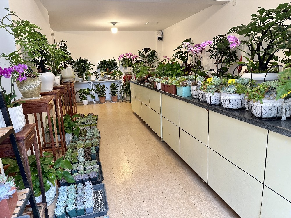 金华梅丽格基地本周新品播报：200余种精选绿植惊艳亮相，欢迎金帆街邻里进店寻宝。