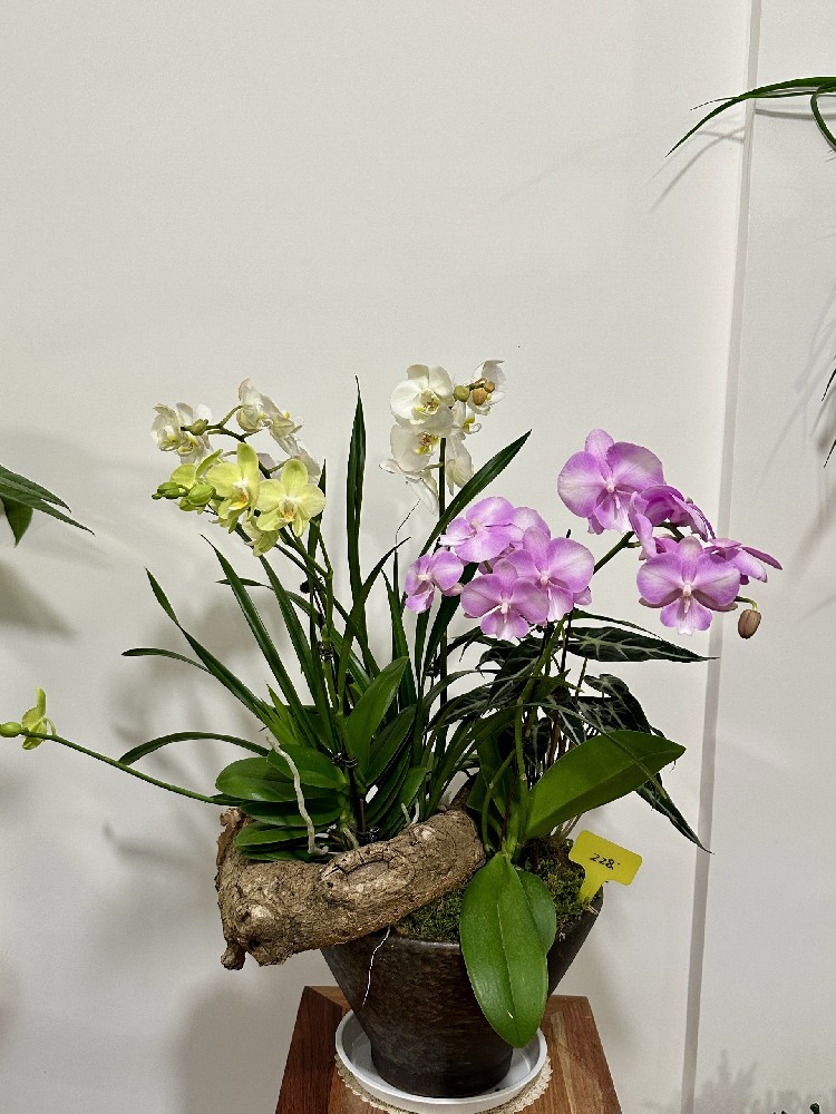 盆栽租赁