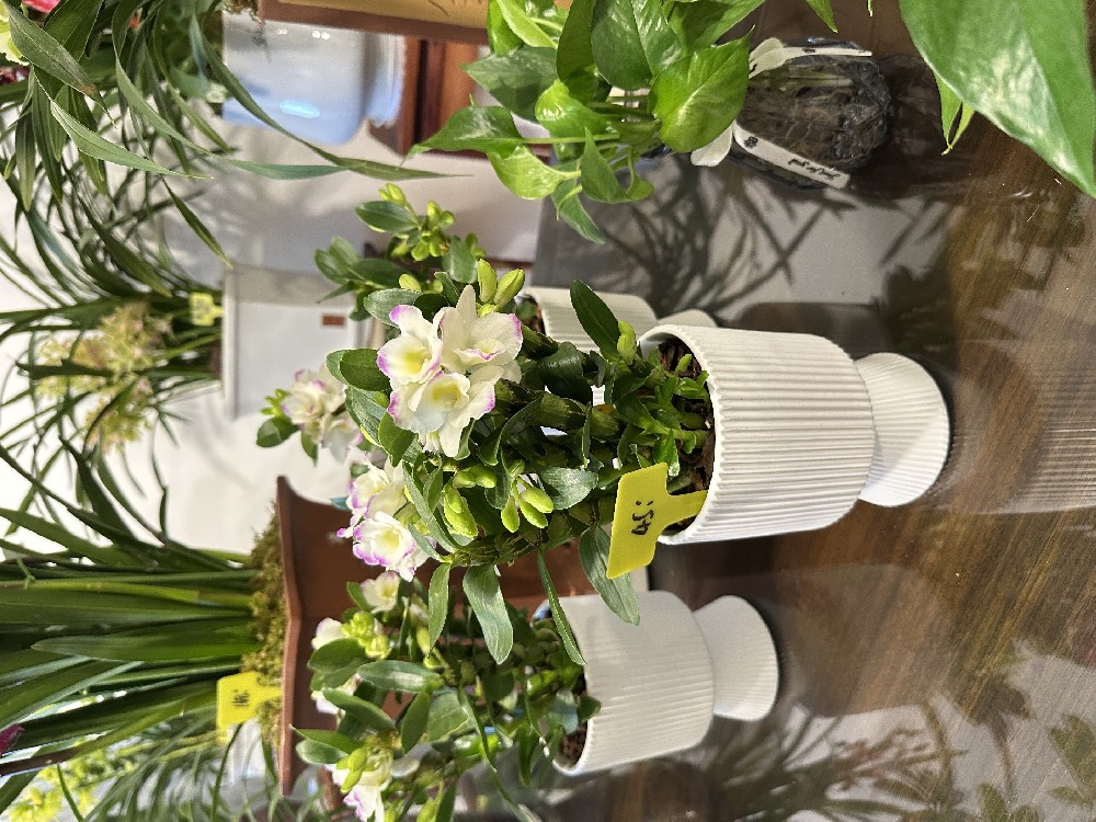 社区盆栽DIY